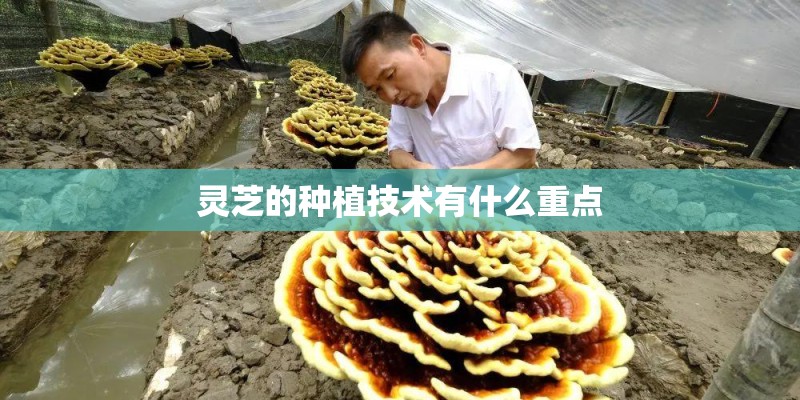 灵芝的种植技术有什么重点