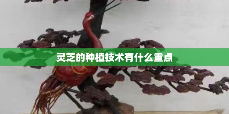 灵芝的种植技术有什么重点
