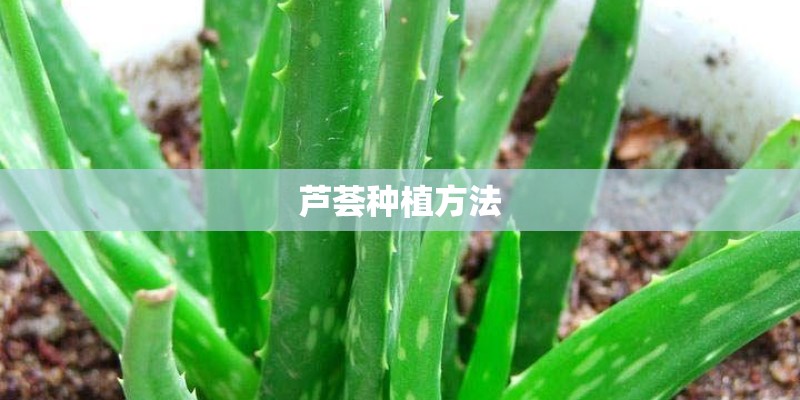 芦荟种植方法