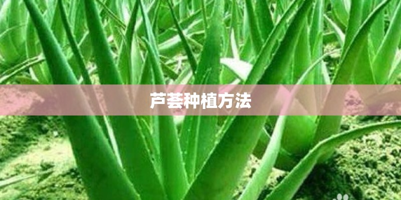 芦荟种植方法