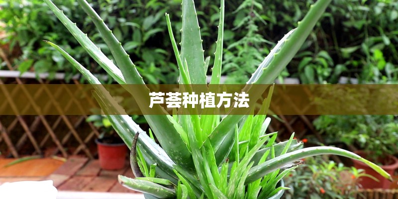 芦荟种植方法