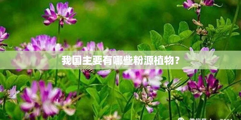 我国主要有哪些粉源植物？