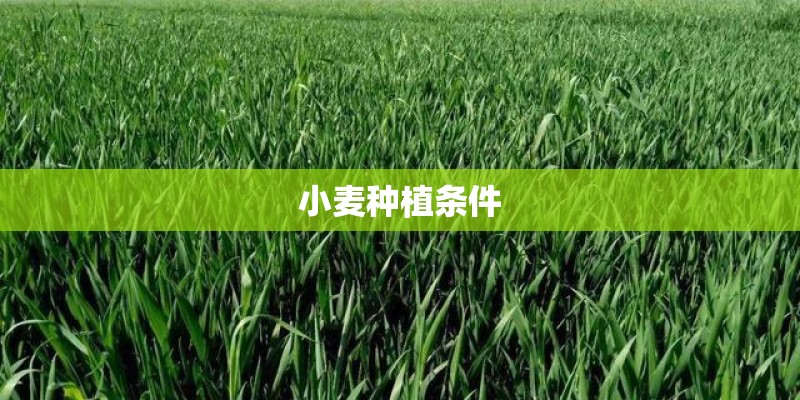 小麦种植条件