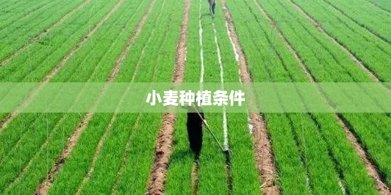 小麦种植条件