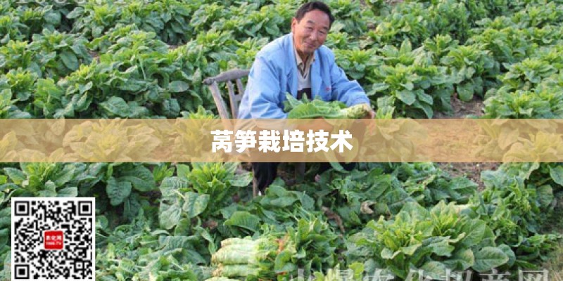 莴笋栽培技术