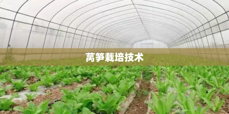 莴笋栽培技术