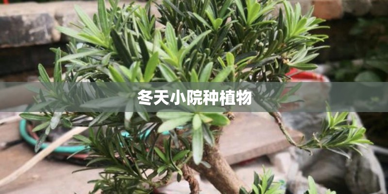 冬天小院种植物