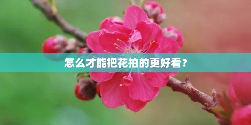 怎么才能把花拍的更好看？
