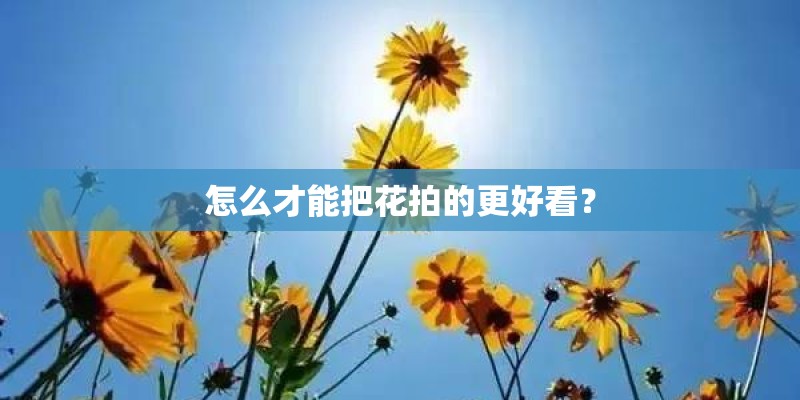 怎么才能把花拍的更好看？