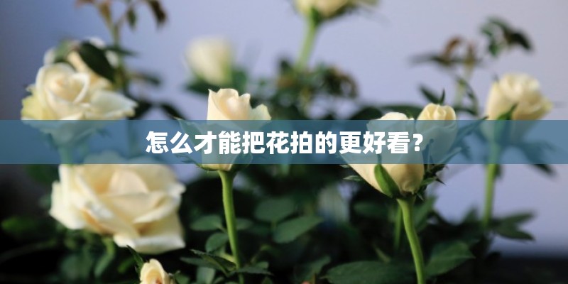 怎么才能把花拍的更好看？