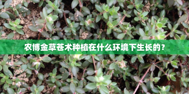 农博金草苍术种植在什么环境下生长的？