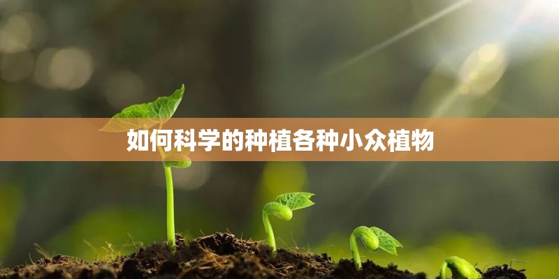 如何科学的种植各种小众植物
