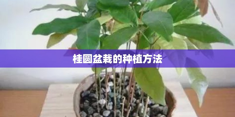 桂圆盆栽的种植方法