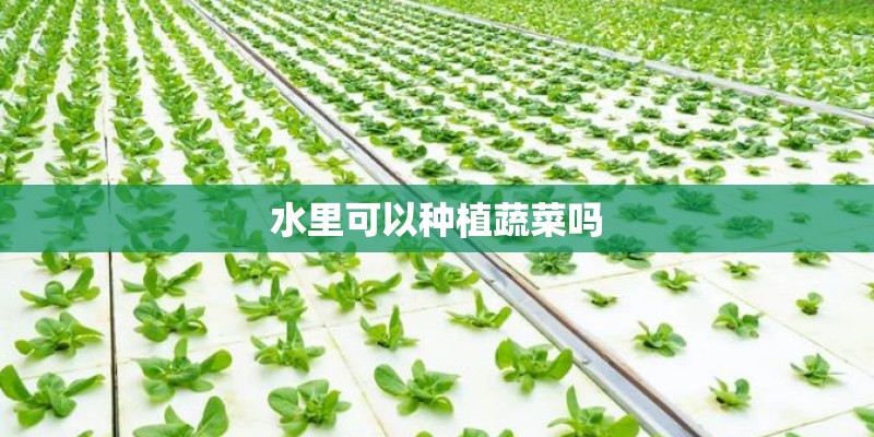 水里可以种植蔬菜吗