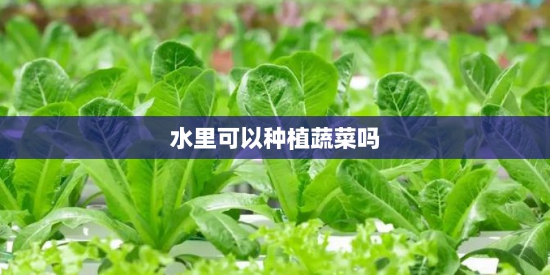 水里可以种植蔬菜吗