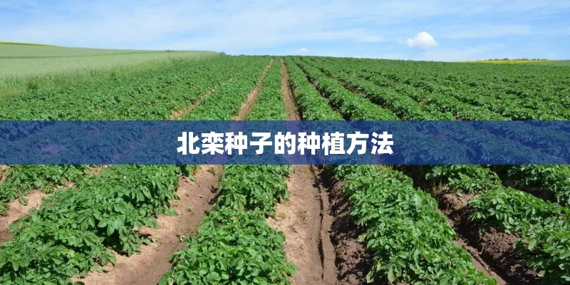 北栾种子的种植方法