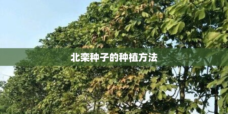 北栾种子的种植方法