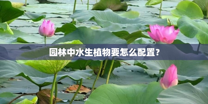 园林中水生植物要怎么配置？