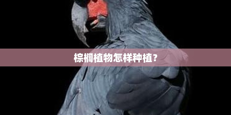 棕榈植物怎样种植？