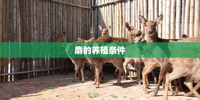 麝的养殖条件