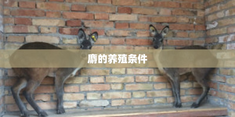 麝的养殖条件