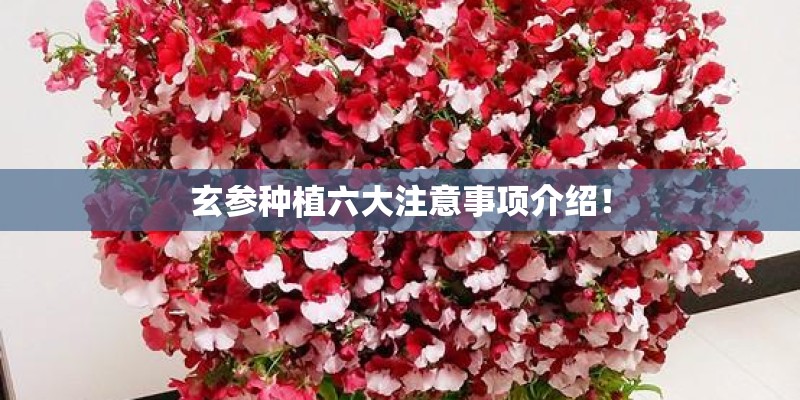 玄参种植六大注意事项介绍！