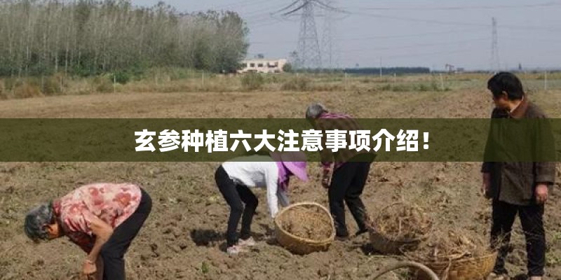 玄参种植六大注意事项介绍！