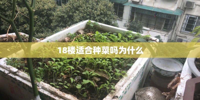 18楼适合种菜吗为什么