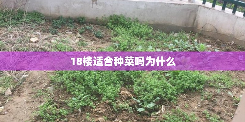 18楼适合种菜吗为什么
