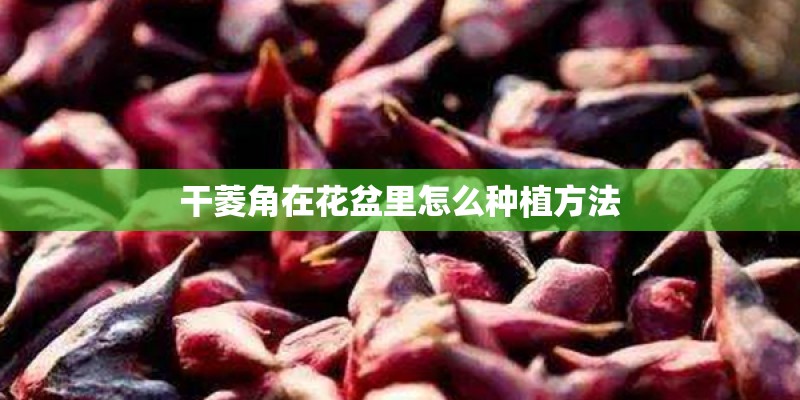 干菱角在花盆里怎么种植方法 干菱角在花盆里怎么种植方法