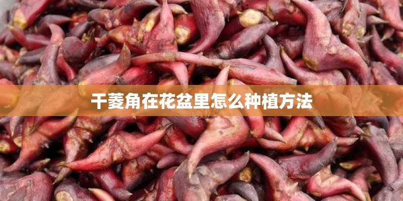 干菱角在花盆里怎么种植方法 干菱角在花盆里怎么种植方法