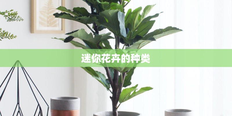 迷你花卉的种类