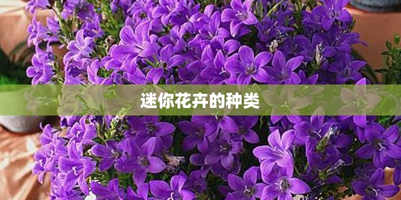 迷你花卉的种类