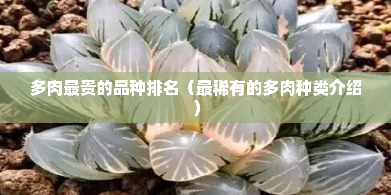 多肉最贵的品种排名（最稀有的多肉种类介绍）
