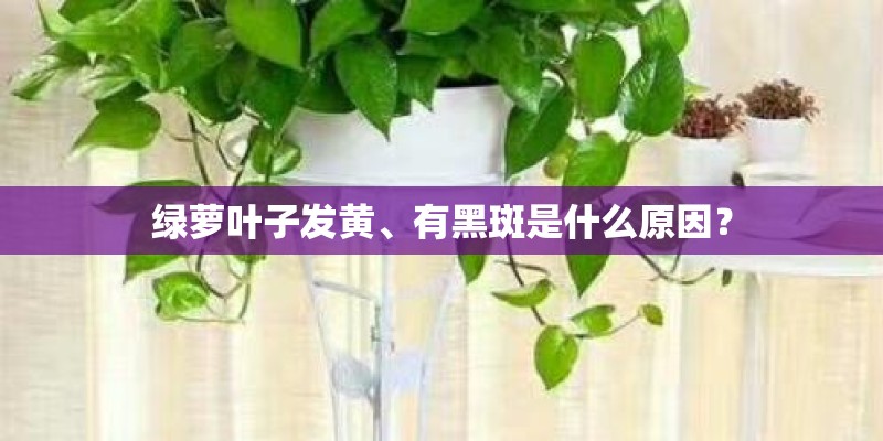 绿萝叶子发黄、有黑斑是什么原因？