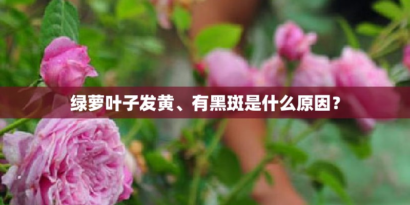 绿萝叶子发黄、有黑斑是什么原因？