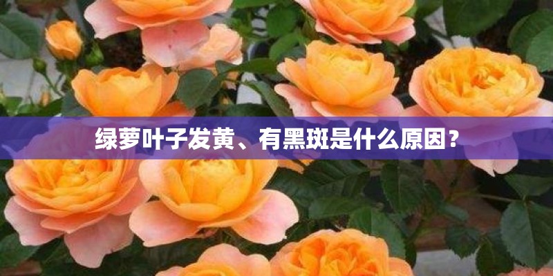 绿萝叶子发黄、有黑斑是什么原因？