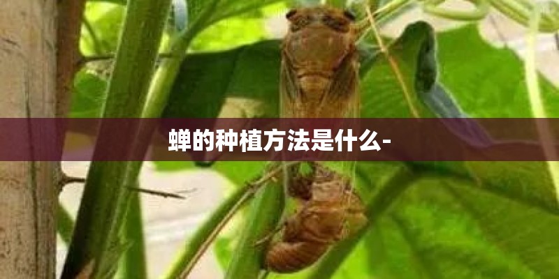 蝉的种植方法是什么-