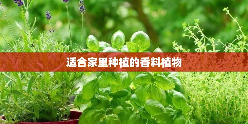适合家里种植的香料植物