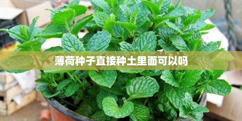 薄荷种子直接种土里面可以吗