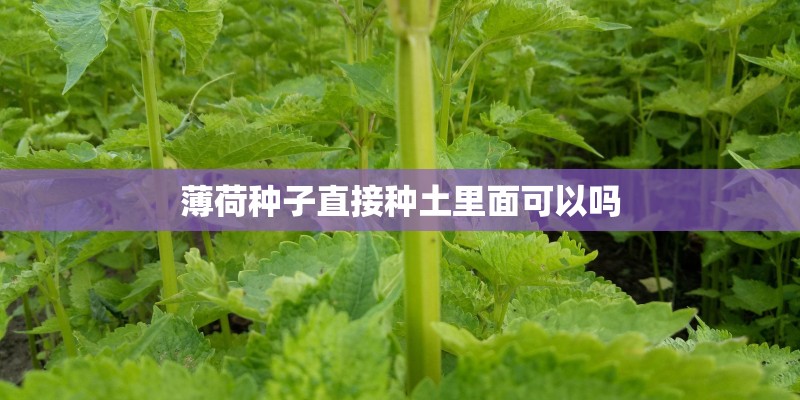 薄荷种子直接种土里面可以吗