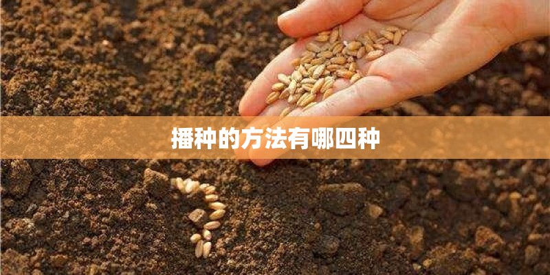 播种的方法有哪四种 播种的方法有哪四种