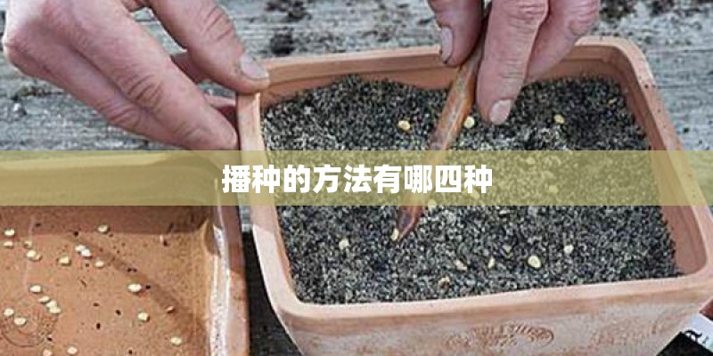 播种的方法有哪四种 播种的方法有哪四种