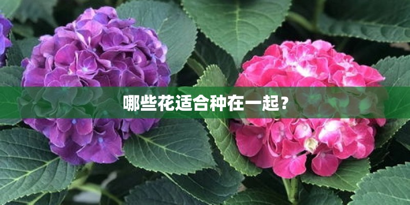 哪些花适合种在一起？