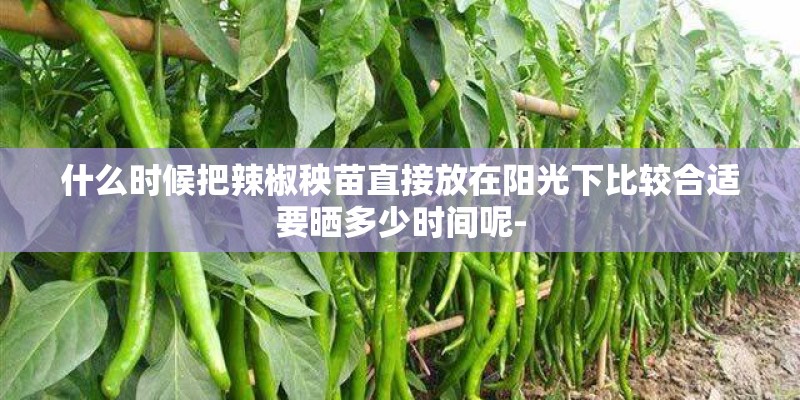 什么时候把辣椒秧苗直接放在阳光下比较合适要晒多少时间呢-