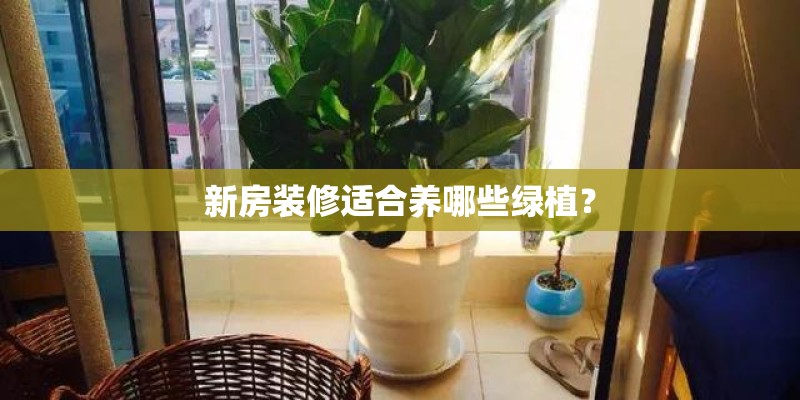 新房装修适合养哪些绿植？