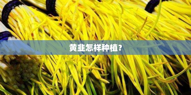 黄韭怎样种植？