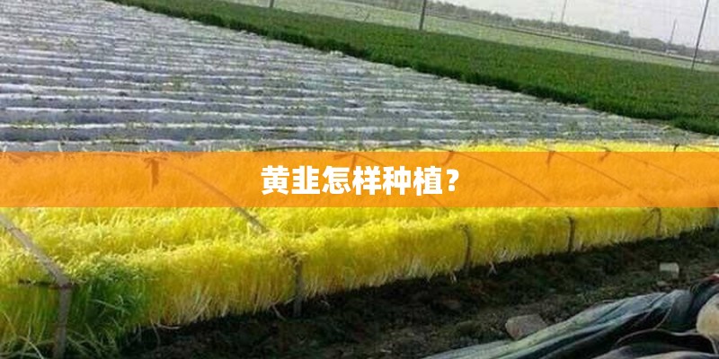 黄韭怎样种植？