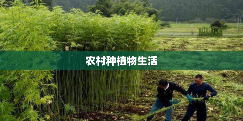 农村种植物生活