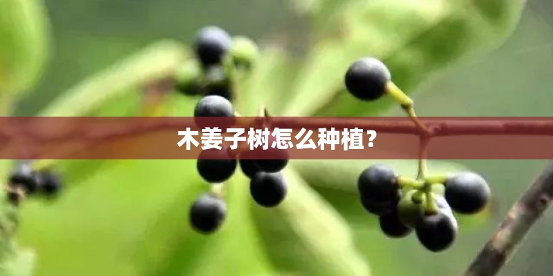 木姜子树怎么种植？